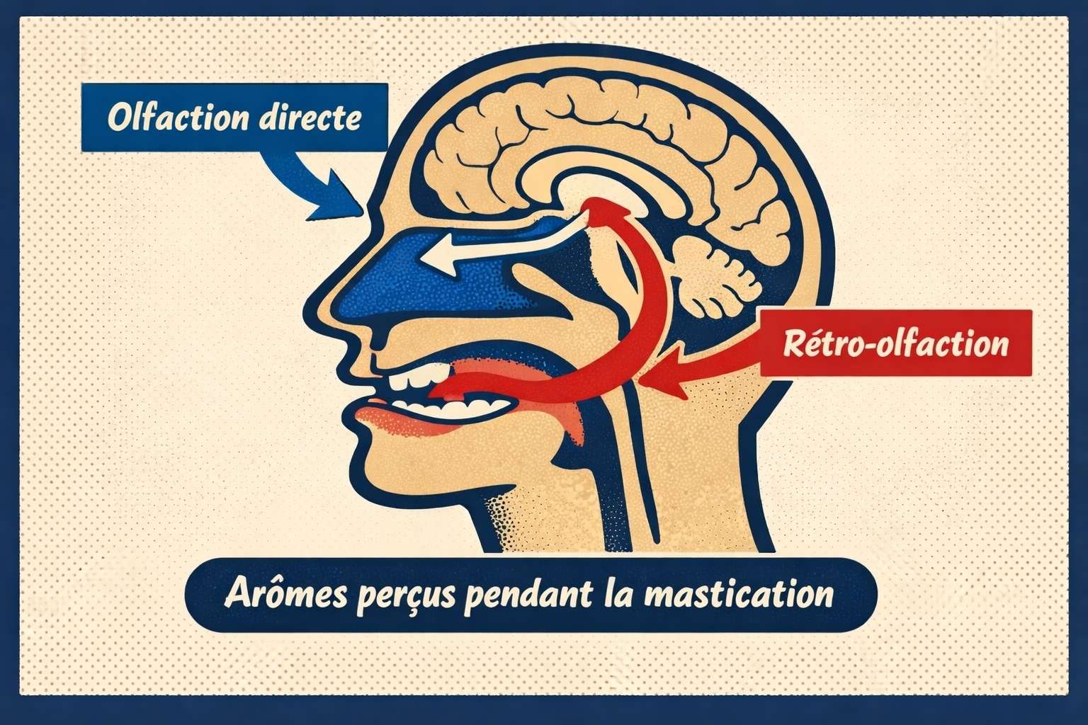 Schéma explicatif de l’olfaction directe et de la rétro-olfaction dans la perception du goût